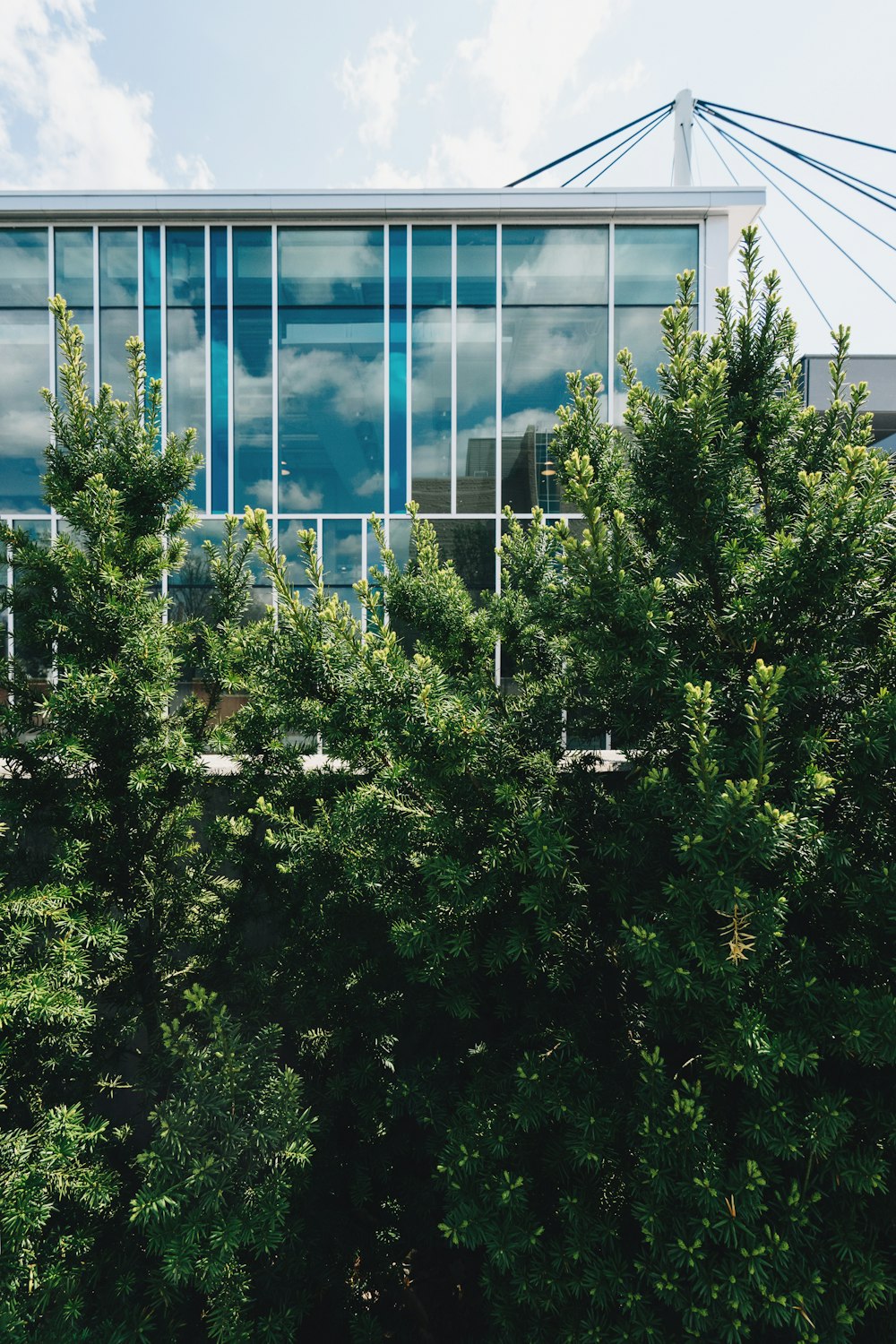 green plants