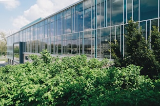green-leafed plants beside building