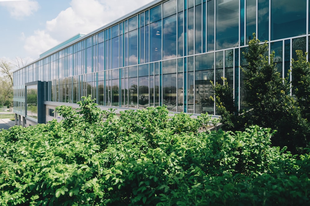 green-leafed plants beside building