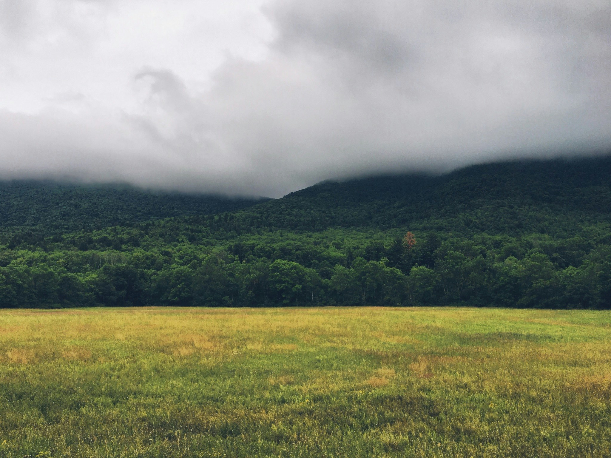 photography of grass field near forest, Fog over Catskill Mountains