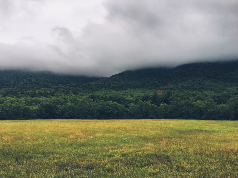 fotografia de campo de grama perto da floresta