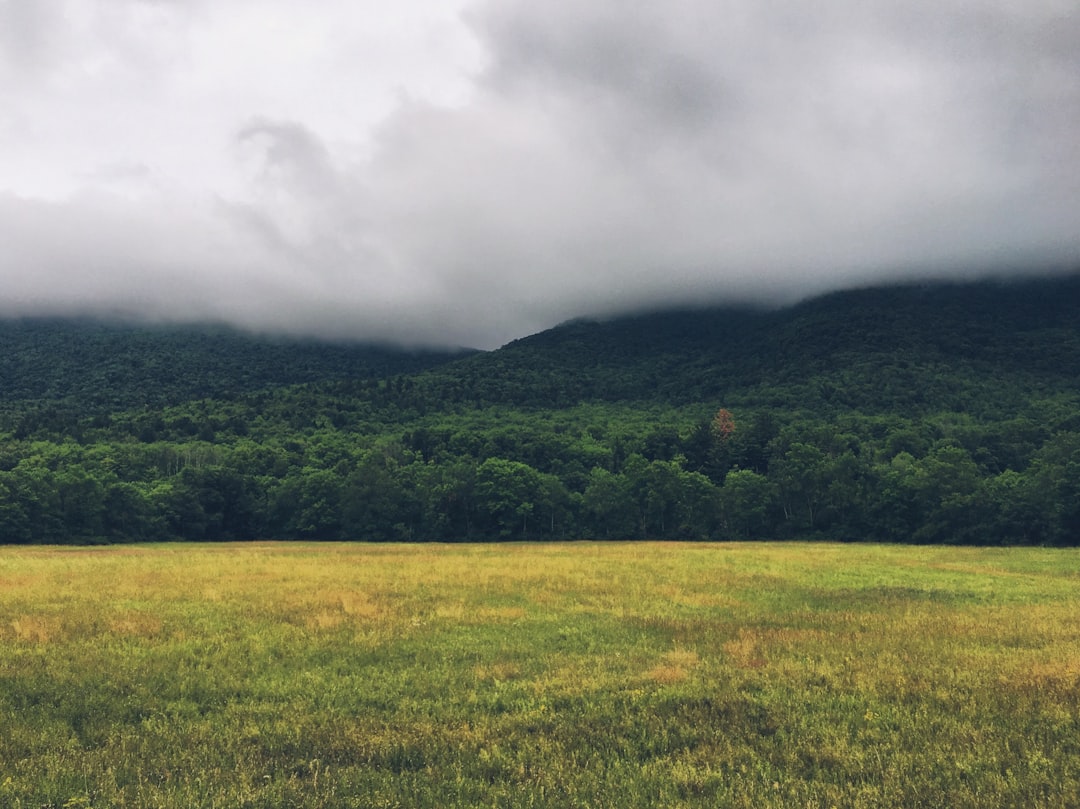 photography of grass field near forest, Fog over Catskill Mountains