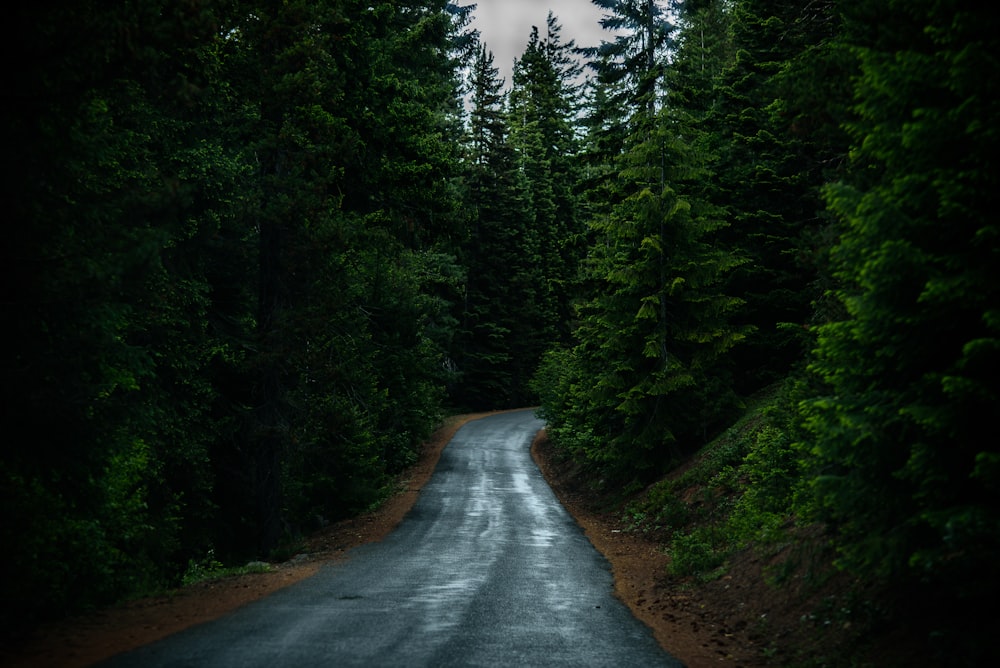 landscape photography of road between trees