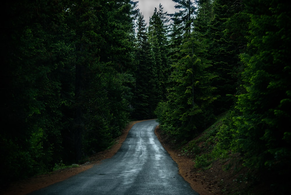 photographie de paysage de route entre les arbres