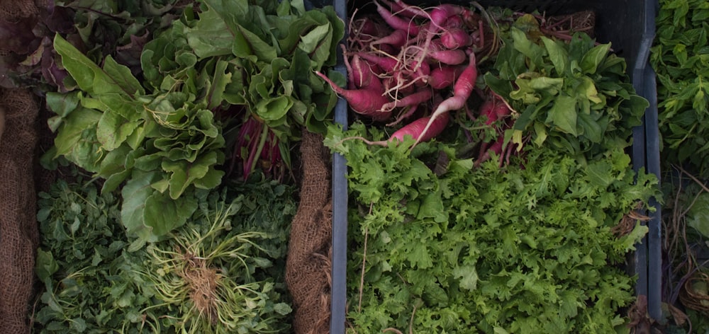 variety of green vegetables