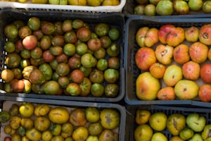 Tomates Bio