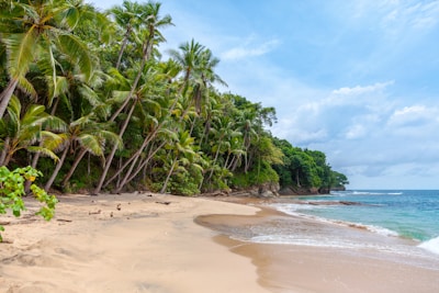 A tranquil beach scene with golden sand and turquoise waves gently lapping the shore. Tall, lush palm trees lean towards the ocean, backed by dense tropical rainforest under a bright blue sky with some scattered clouds.