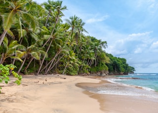 landscape photography of seashore under cumulus clouds