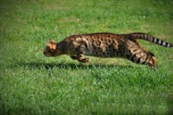 A cat caught mid-leap while chasing a feather.