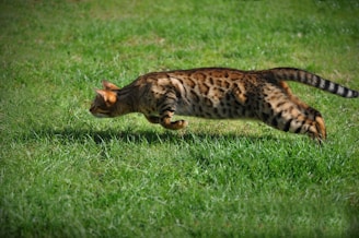 A cat caught mid-leap while chasing a feather.