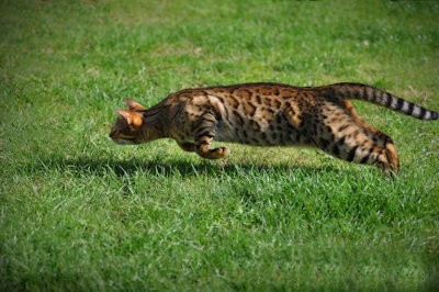 A playful Bengal female mid-leap in a lush garden setting.