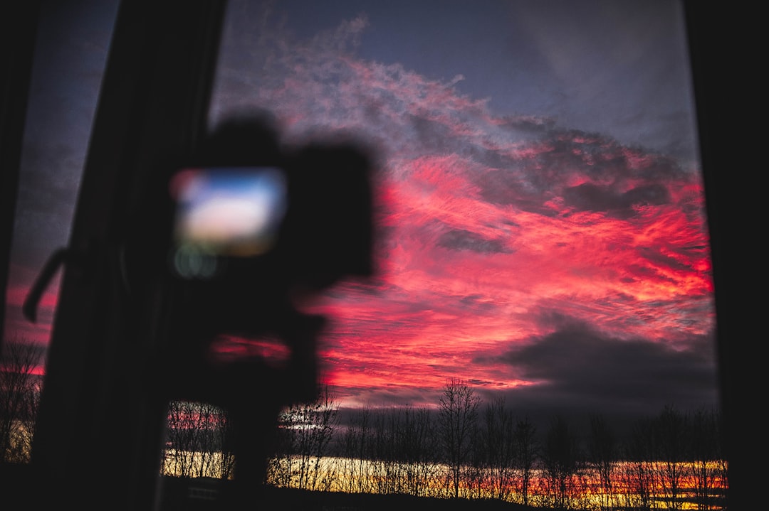 silhouette of trees during sunset