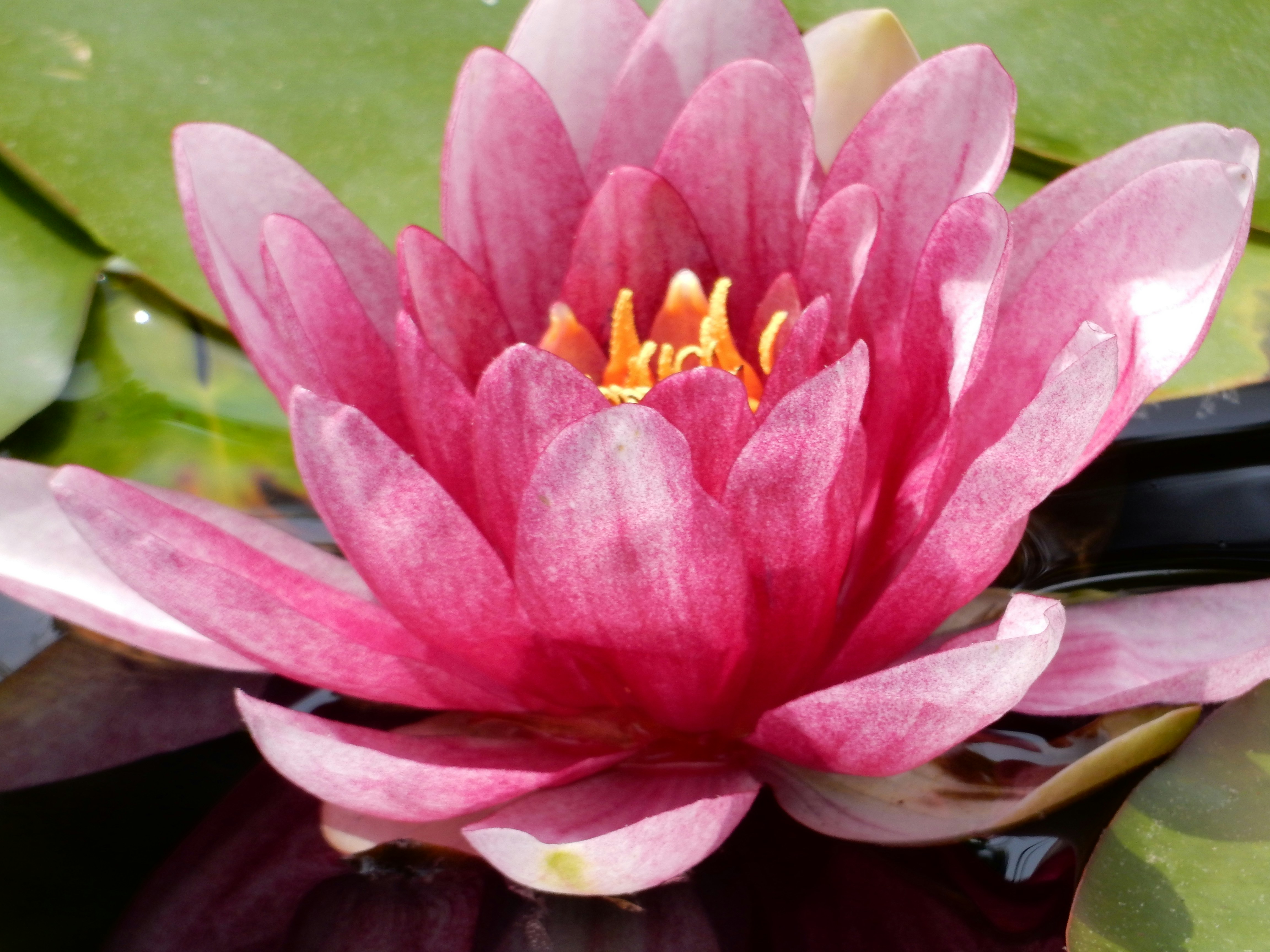 Free Unsplash photo from Linda Berardi