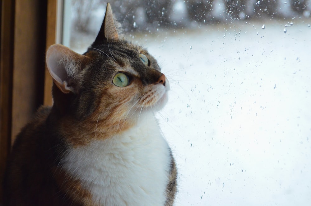 calico cat