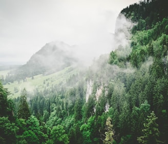 green leaf trees sprouts on mountain