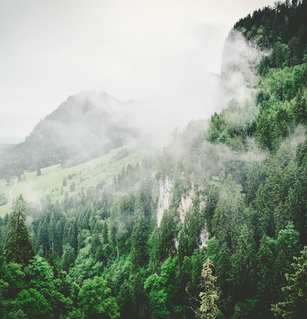 green leaf trees sprouts on mountain