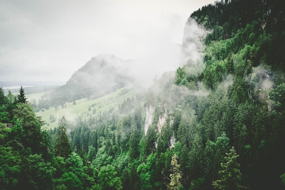 alberi a foglia verde germogli sulla montagna