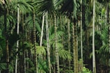 Tall, slender trees with long, straight trunks and abundant green foliage create a dense forest scene. The lush greenery suggests a tropical setting.