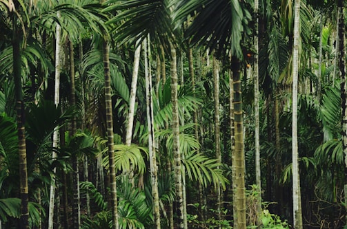 Tall, slender trees with long, straight trunks and abundant green foliage create a dense forest scene. The lush greenery suggests a tropical setting.