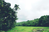 A serene landscape showing coffee fields bordered by native trees and wildlife.