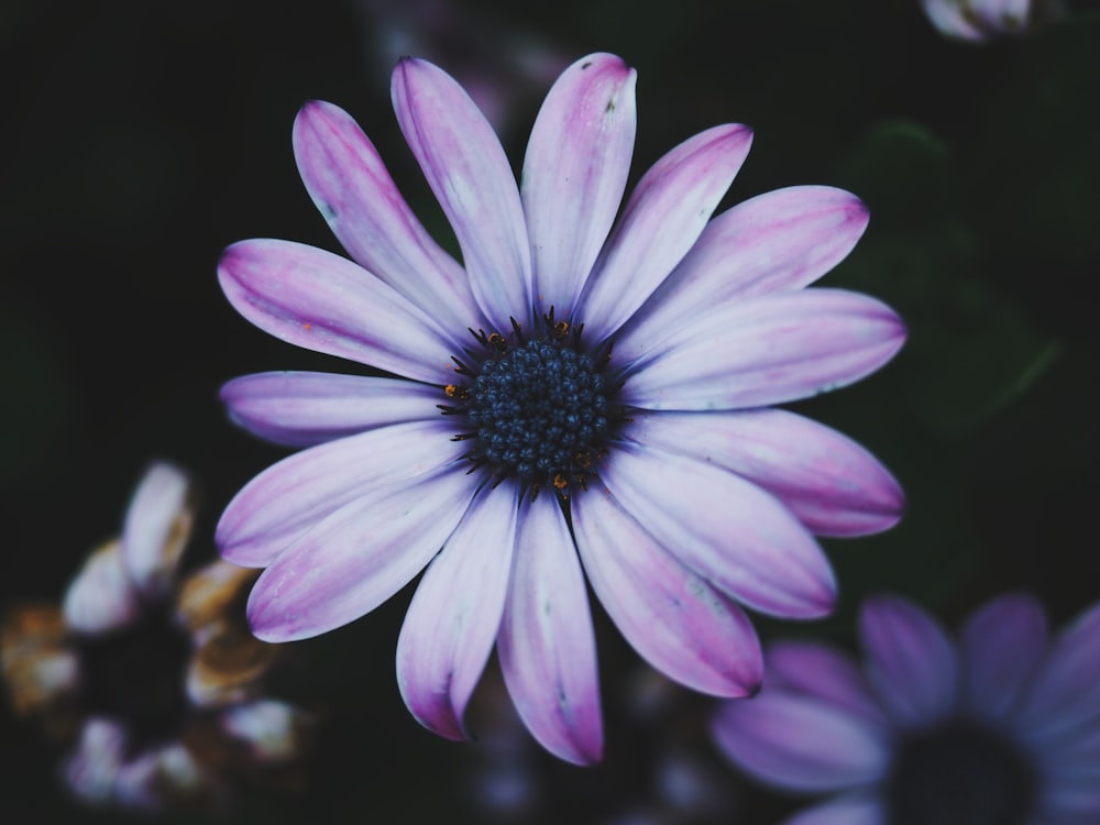 Fotografía de enfoque superficial de flores blancas y rosas