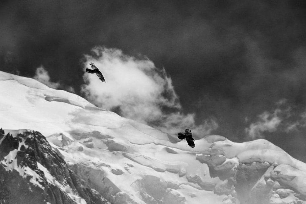 grayscale photo of two bird flying above glacier mountain