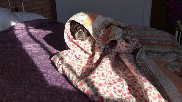 A dog is partially wrapped in a floral quilt, lying on a bed. The bedspread has a purple design, and the sunlight creates shadows on the covers. The dog looks comfortable and slightly curious, poking its head out from under the blanket.