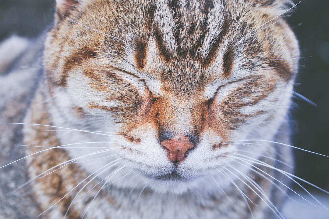 Close-up of a tabby cat screwing up its eyes