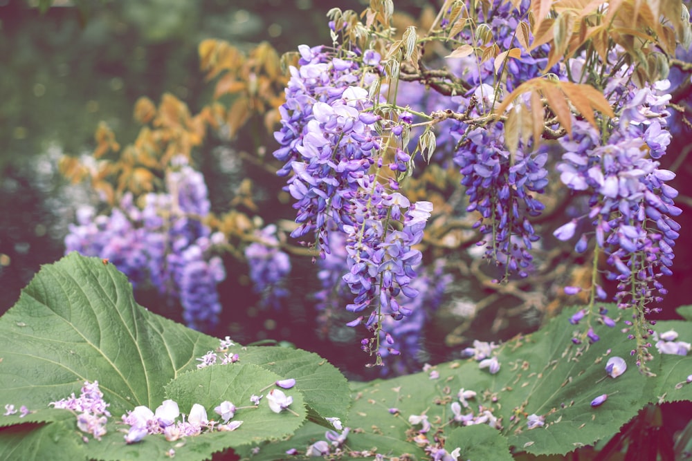 lavender flowers