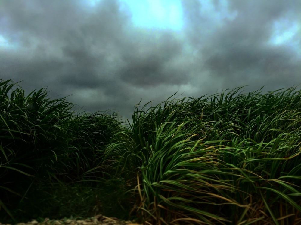 green linear-leafed plants under dark cloudy sky