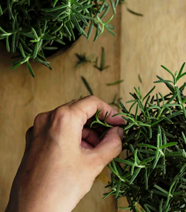 Hands gently harvesting fresh thyme leaves from healthy green bushes.