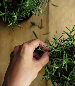 A hand gently harvesting rosemary sprigs from a small home garden.