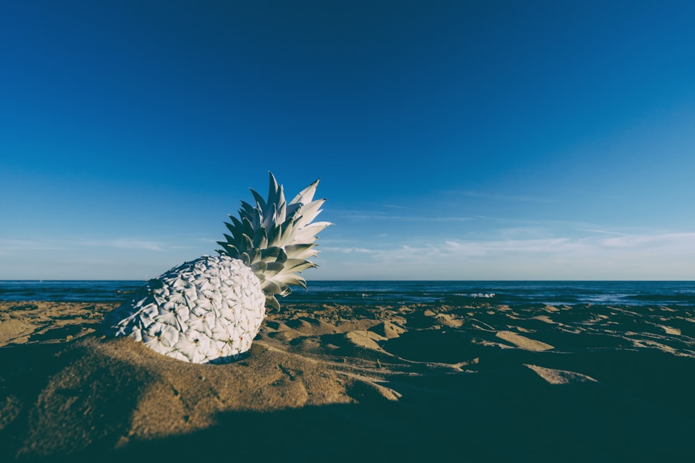 ananas sur le sable