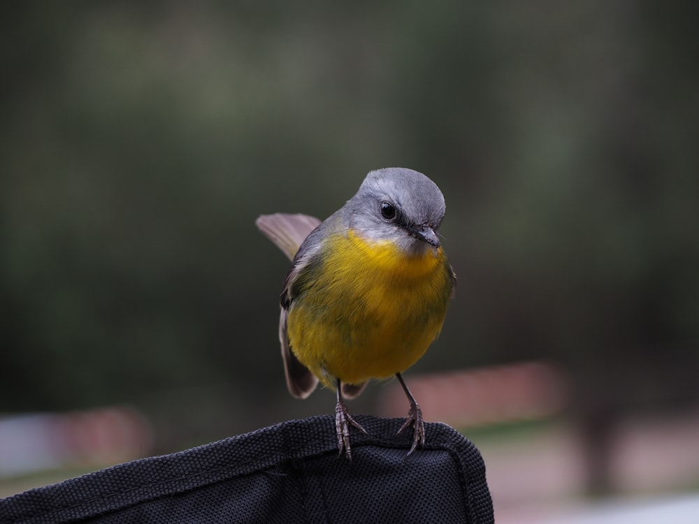 Kurzschnabelgrauer und gelber Vogel zwitschert auf schwarzem Textil