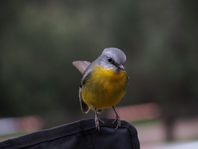 short-beaked gray and yellow bird chirping on black textile