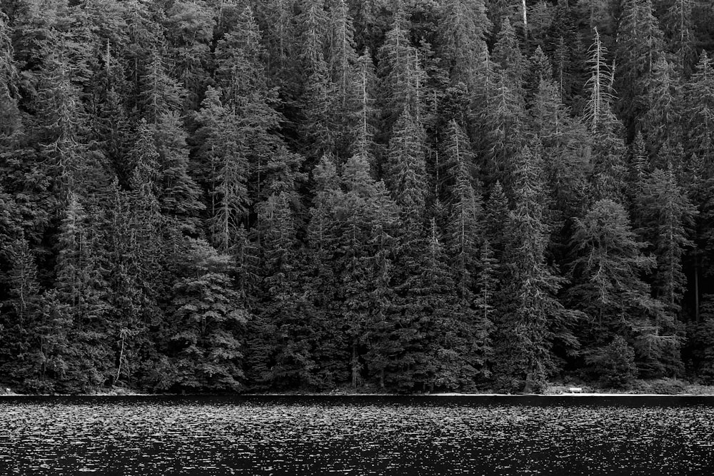 grayscale photo of trees near river