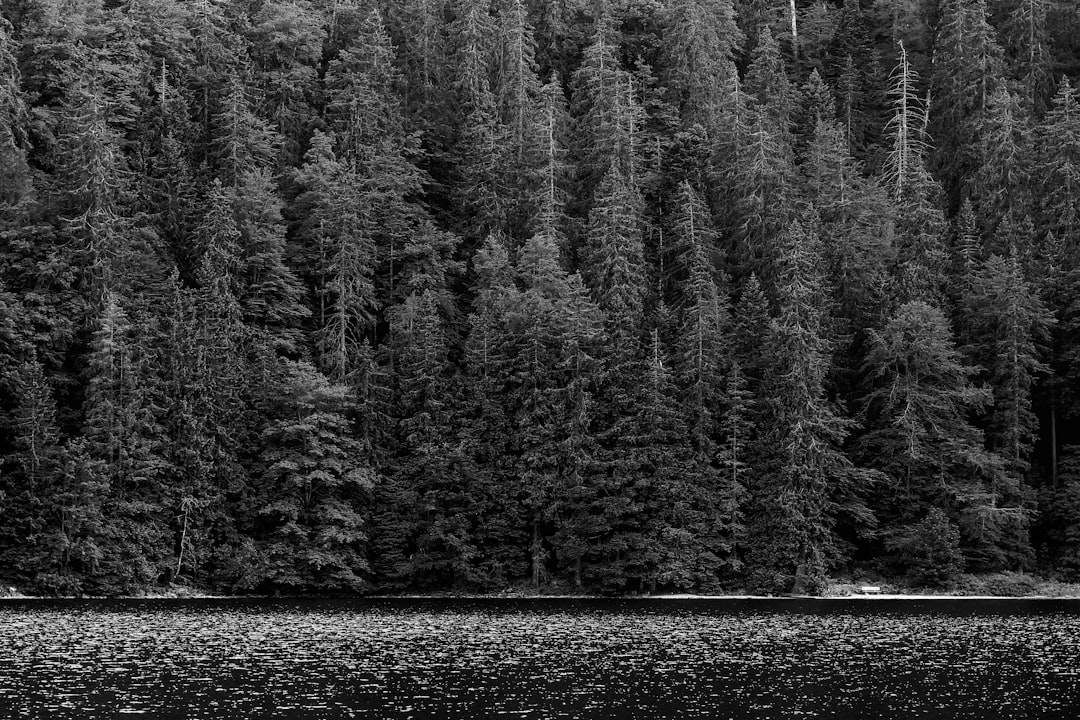 Forest photo spot Feldsee Black Forest