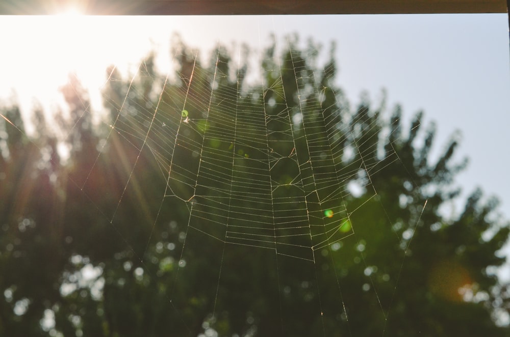 Ein Spinnennetz hängt an einem Baum