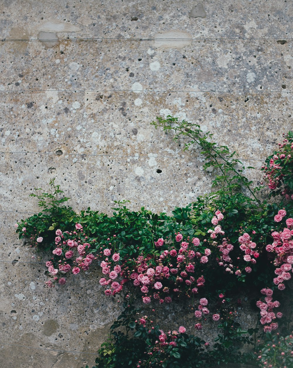 ピンクの牡丹の花