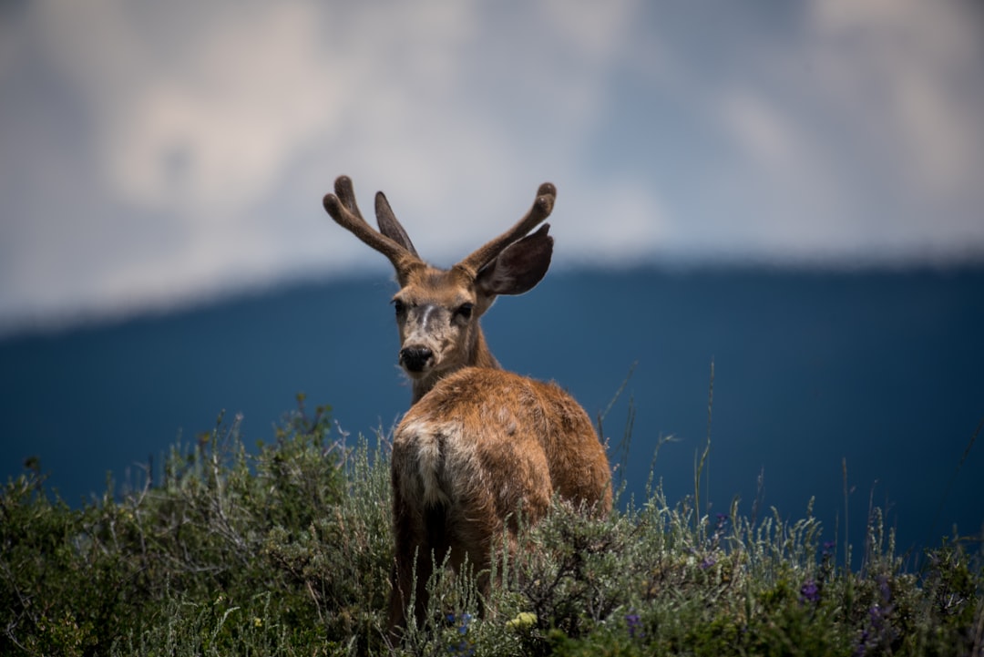 shallow focus photography of deer and plants