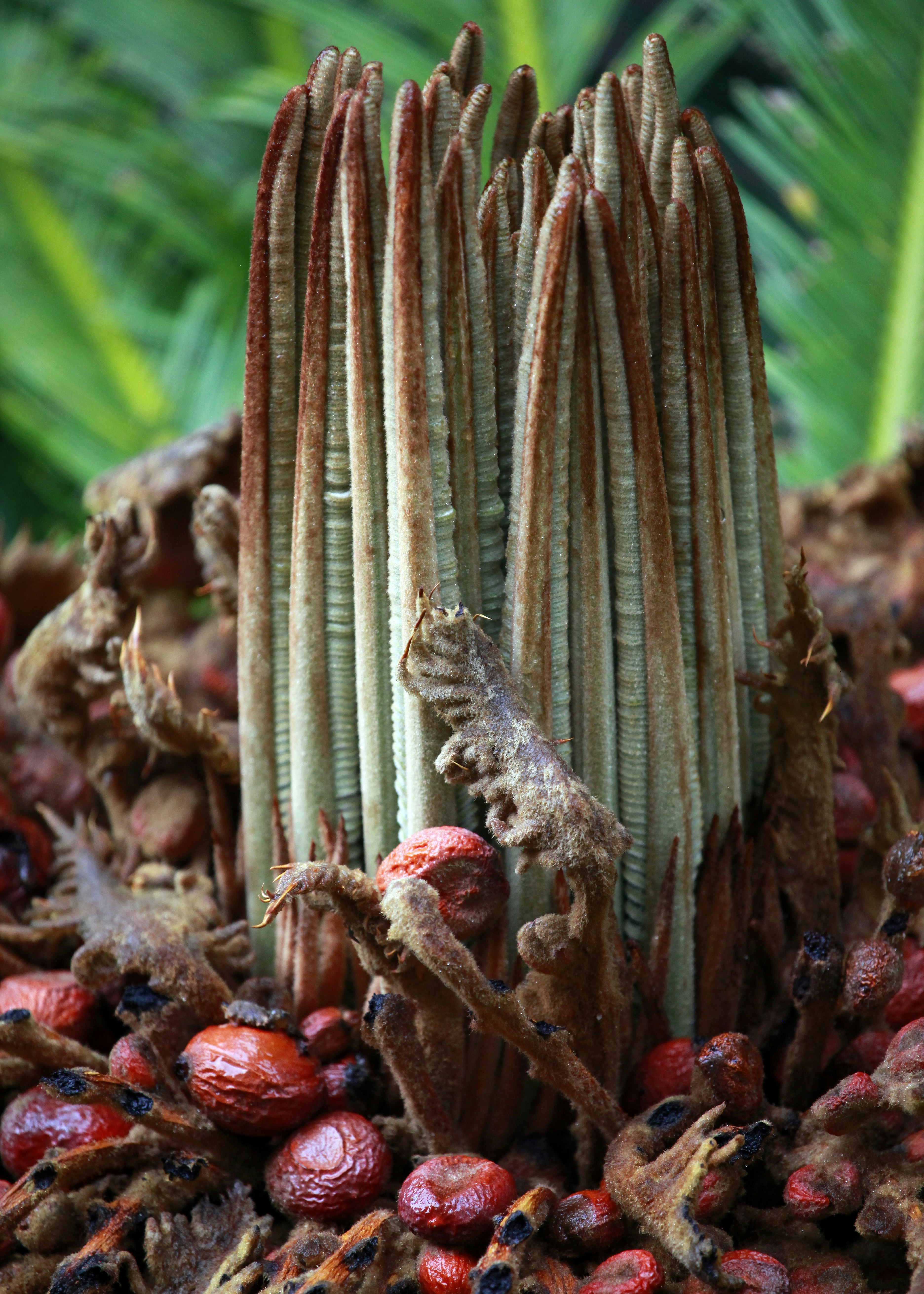 Free Unsplash photo from Ashes Sitoula