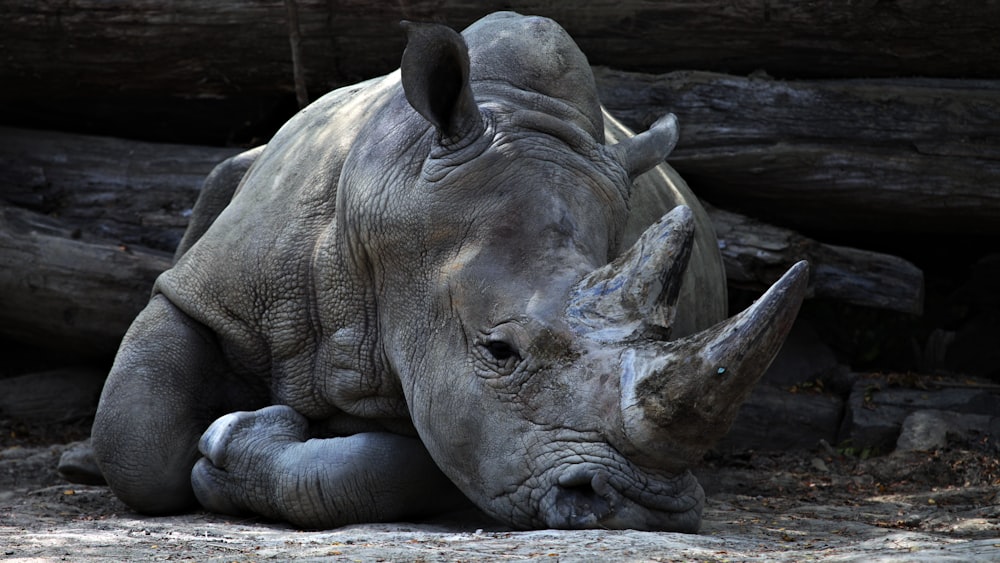 grey rhino lying beside grey cut logs