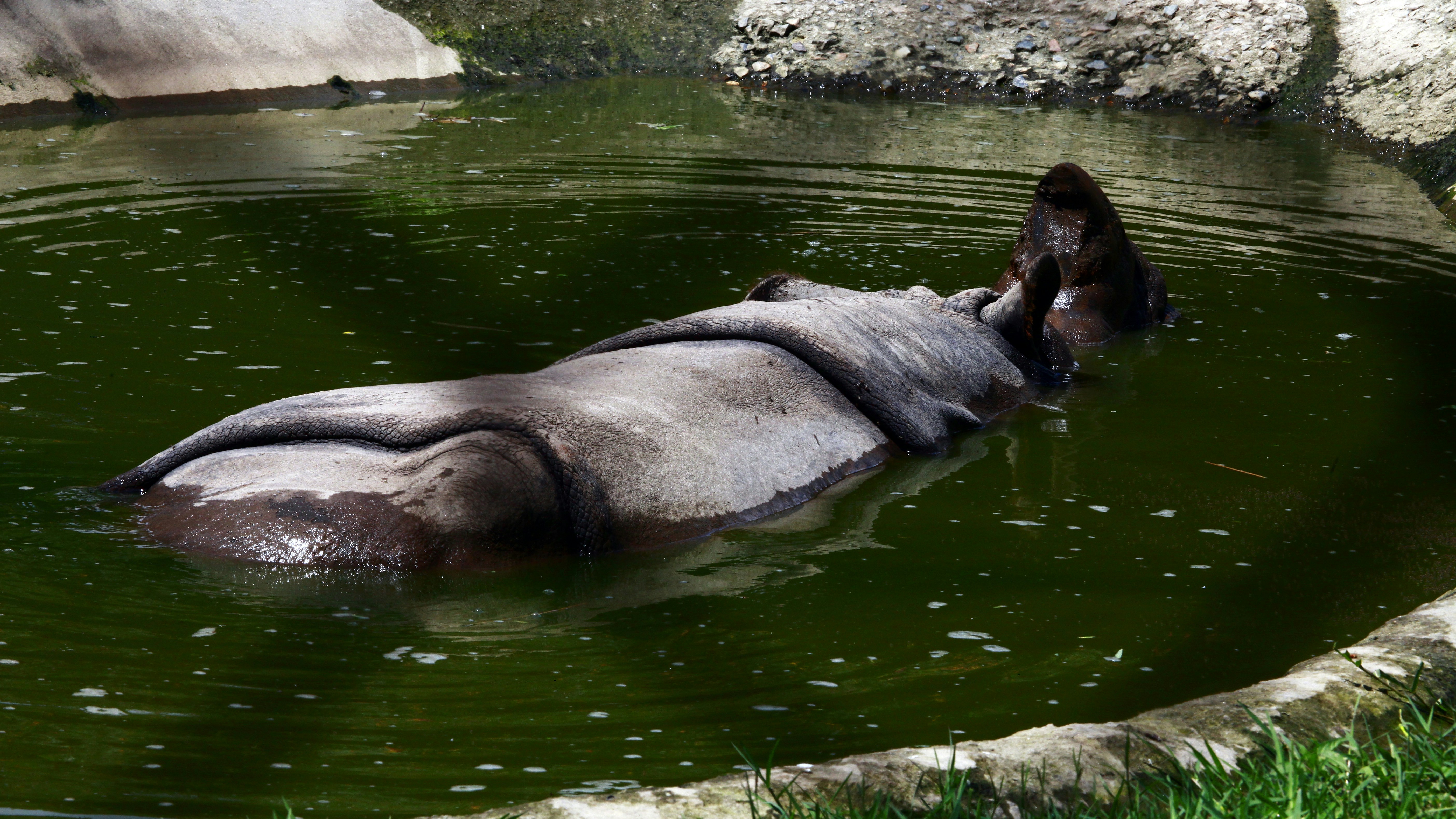 Free Unsplash photo from Ashes Sitoula