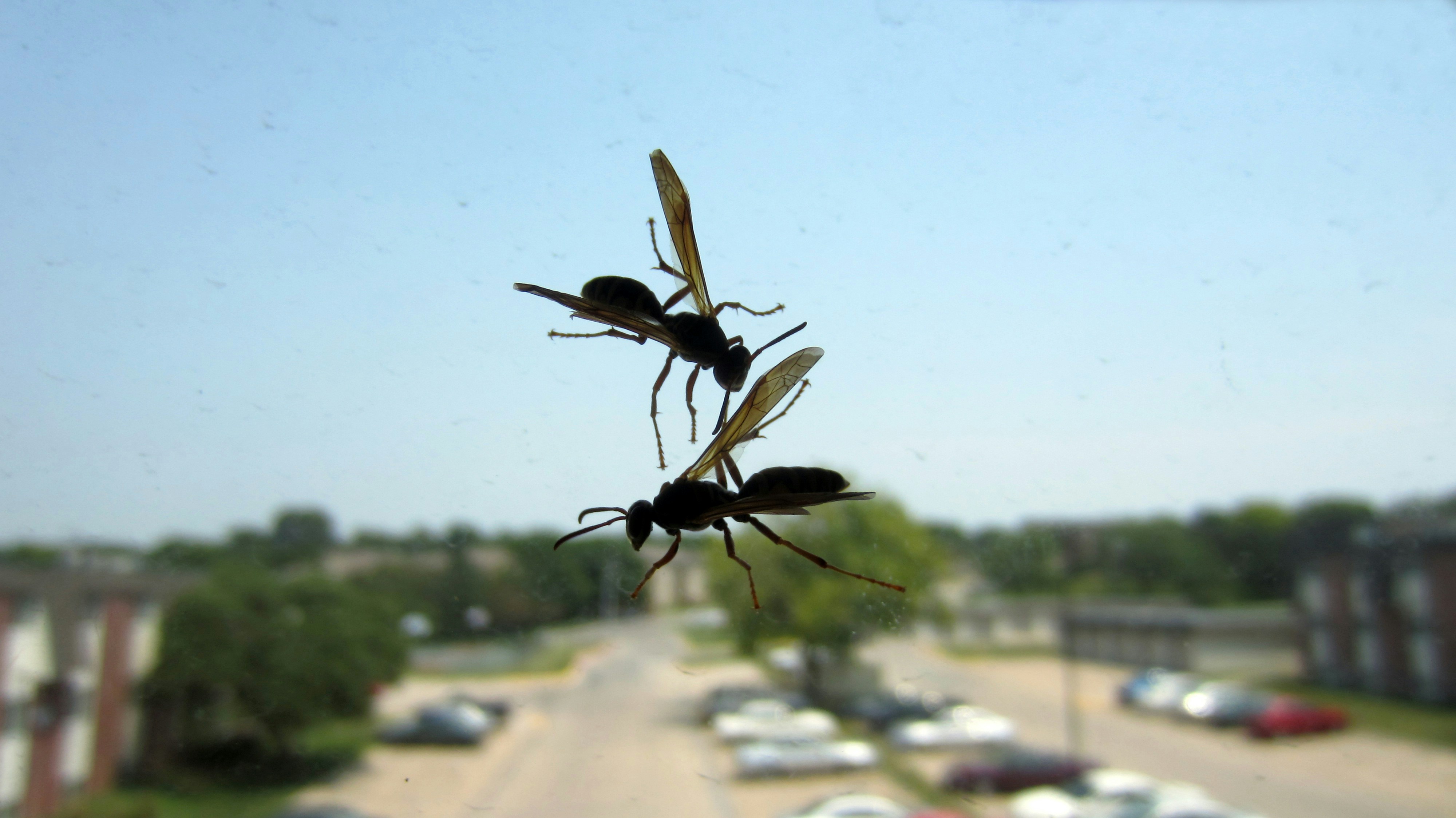 Free Unsplash photo from Ashes Sitoula