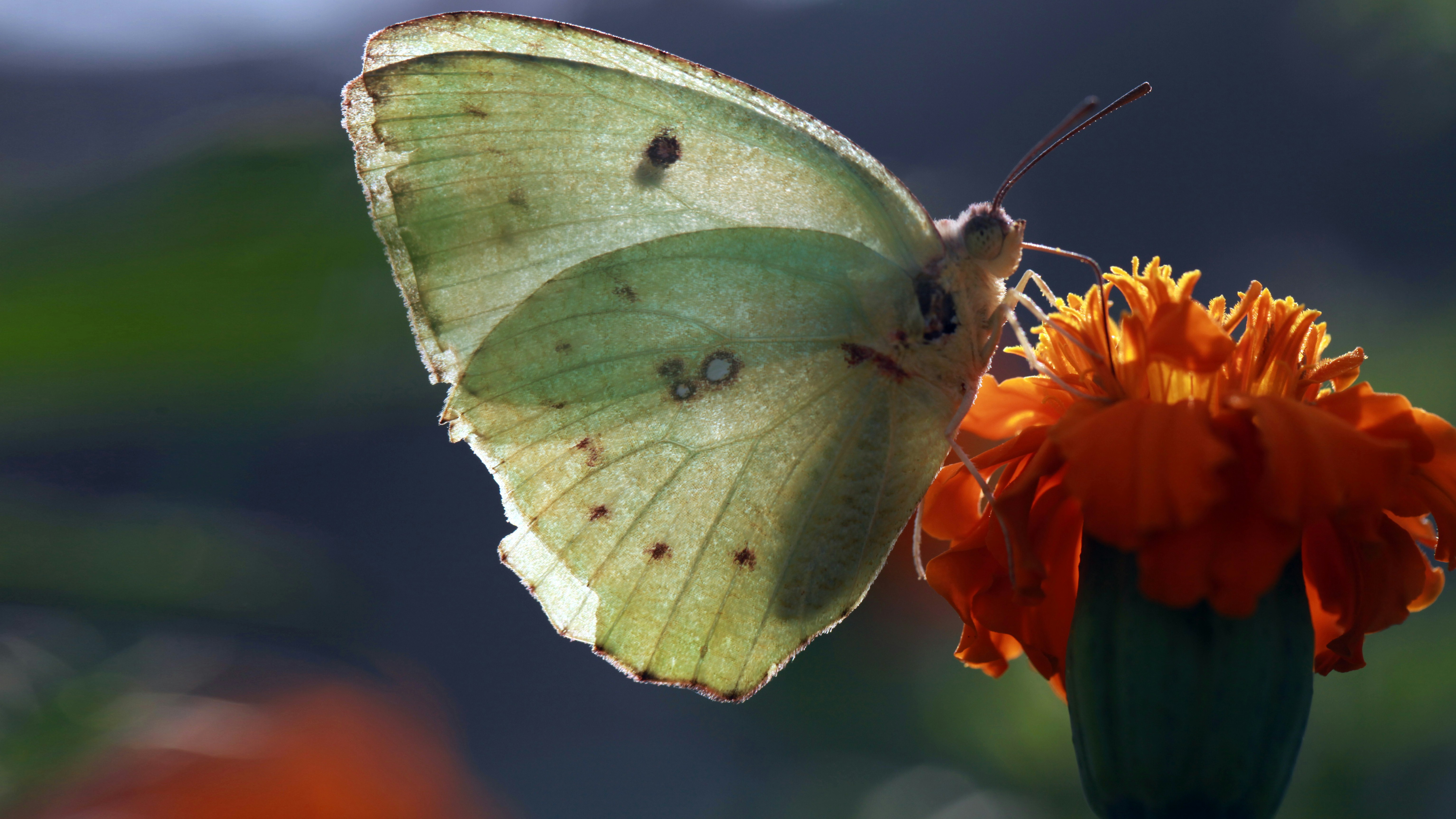 Free Unsplash photo from Ashes Sitoula