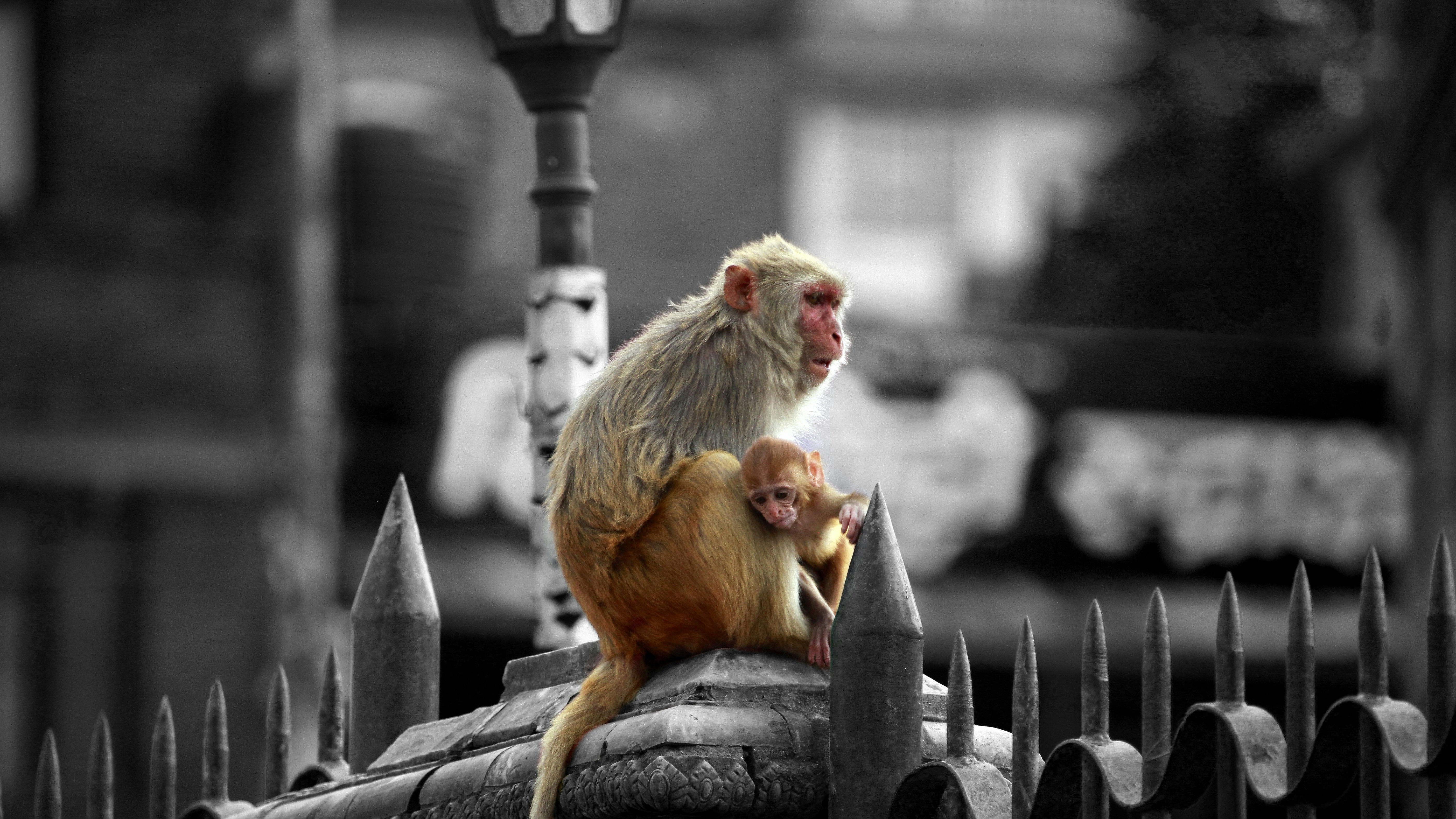 Free Unsplash photo from Ashes Sitoula