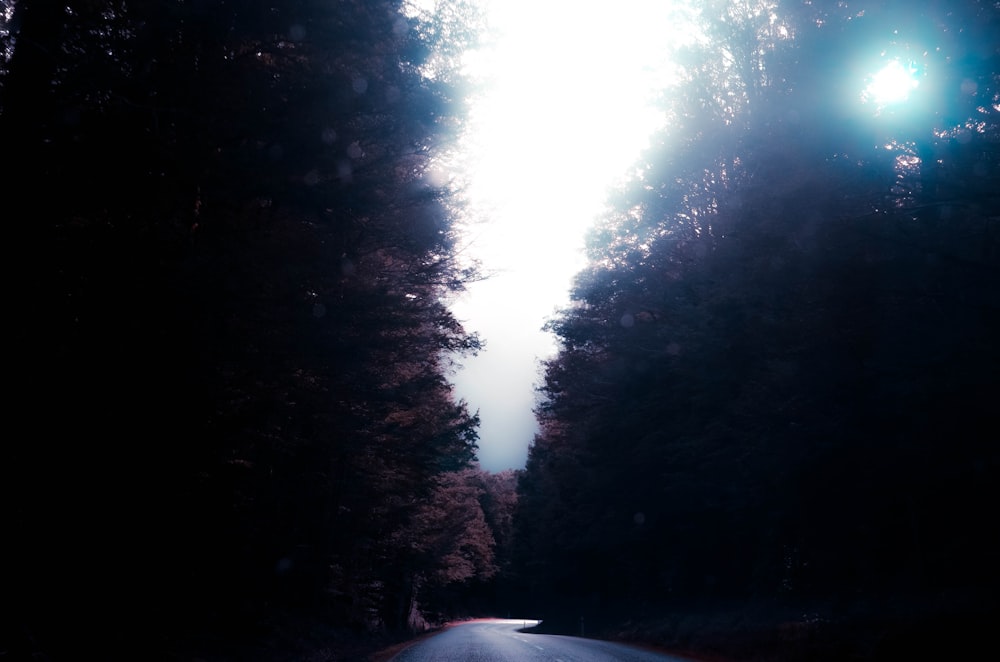 asphalt road in the middle of trees during daytime