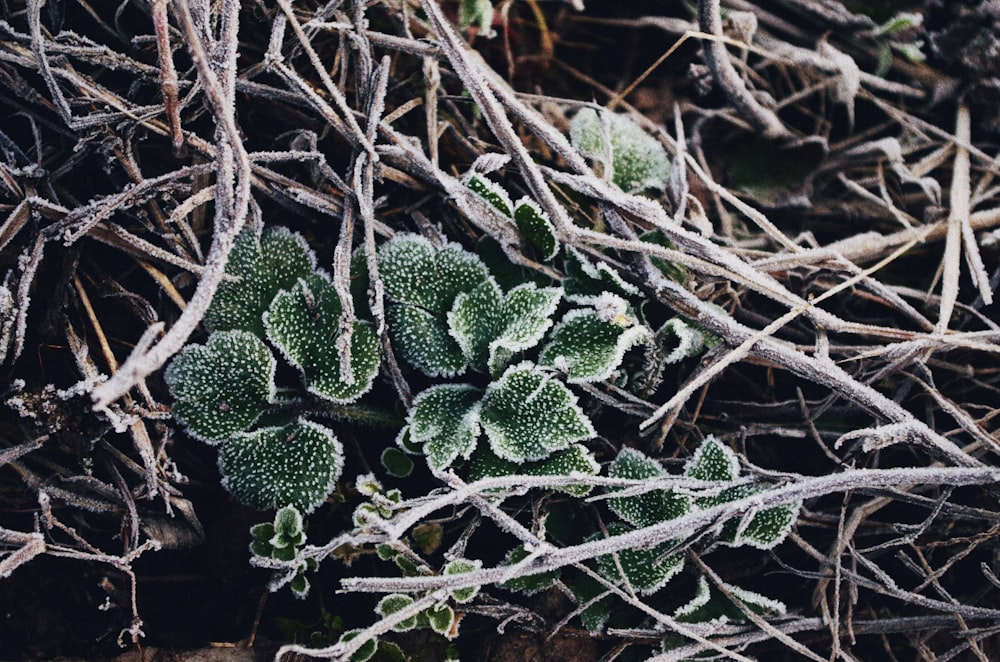 closeup photo of green plant