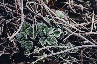 closeup photo of green plant leafe teams background