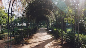 A serene garden pathway covered by an overhead archway, surrounded by lush green trees and plants. Sunlight filters through the leaves, creating dappled patterns on the dirt path. There is a bench along the side, inviting rest and contemplation.